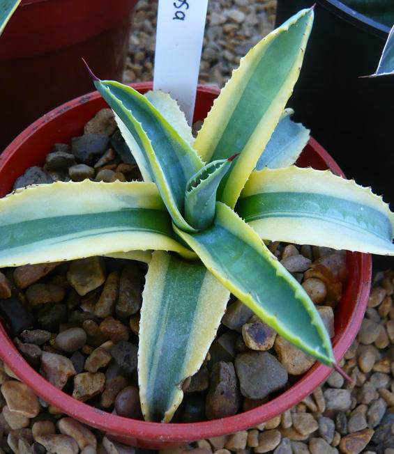 Agave Cornelius 08/08