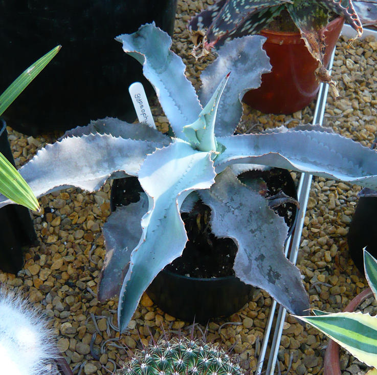 Agave gypsophila 08/08