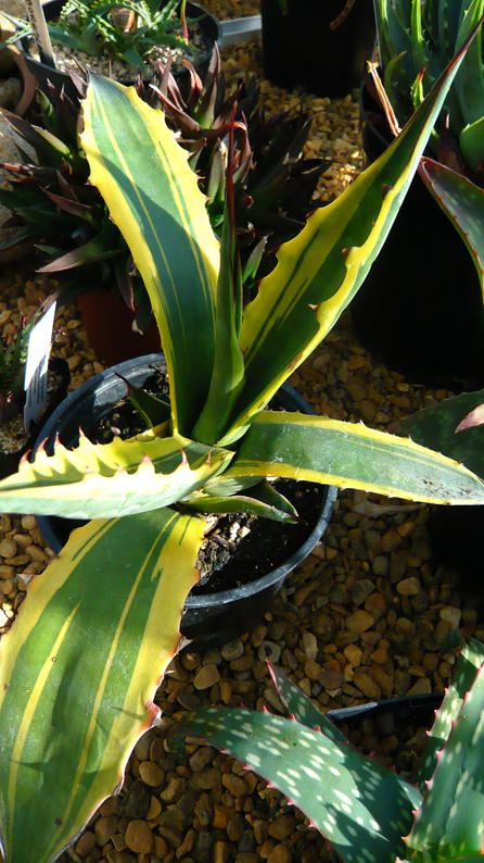 Agave salmiana variegata