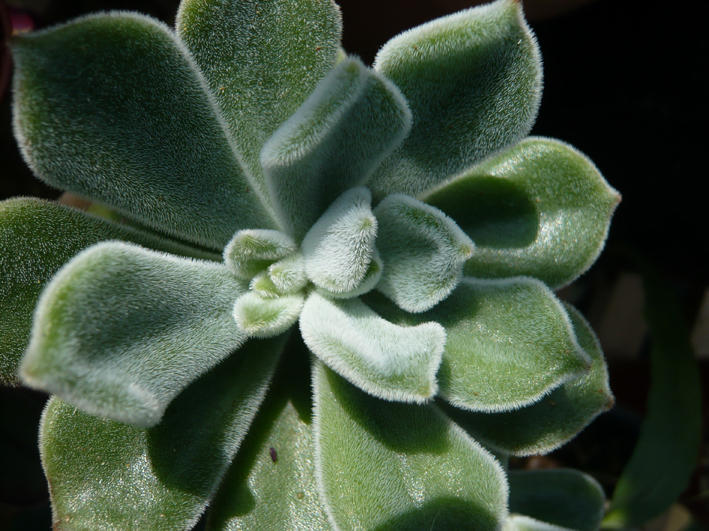 Echeveria Pulvinata