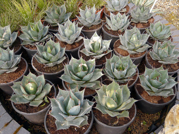 Agave (Parryi?)