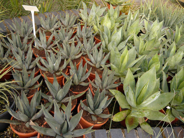 Agave Nigra (left) and Mitis (right)