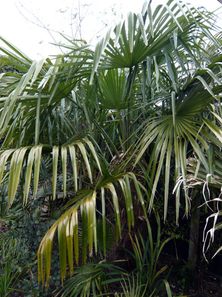 Trachycarpus Fortunei