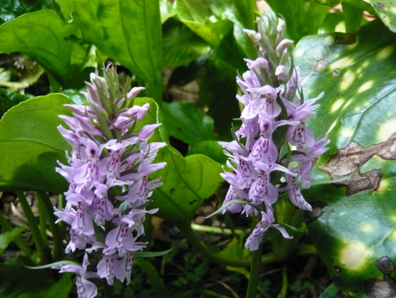 Dactylorhiza