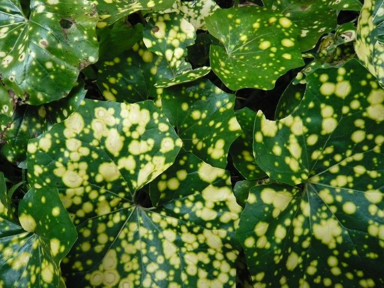 Farfugium Aureomaculatum