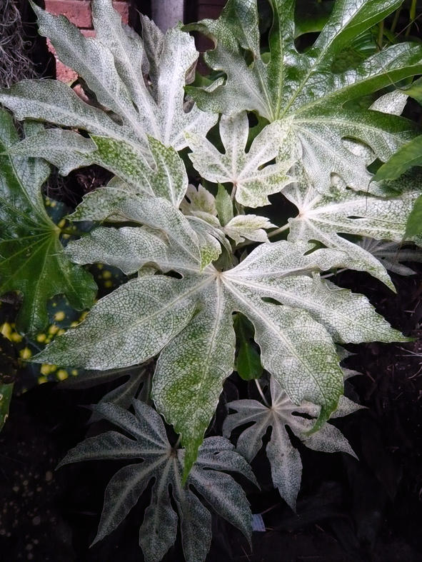 Fatsia Japonica spiders web