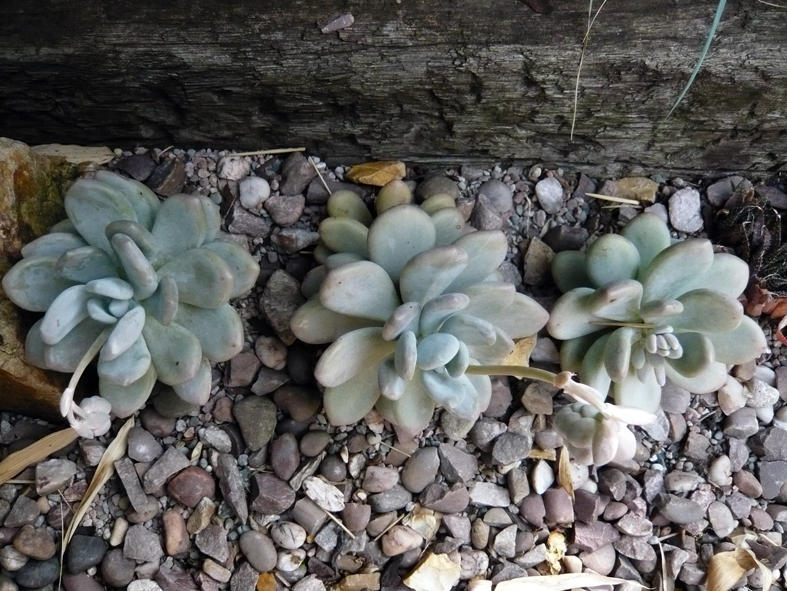 Pachyphytum Bracteosum