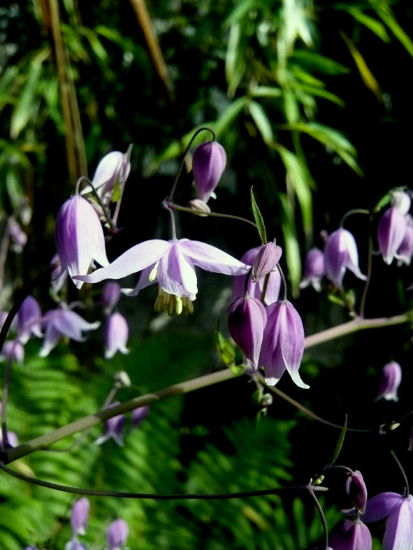 Thalictrum