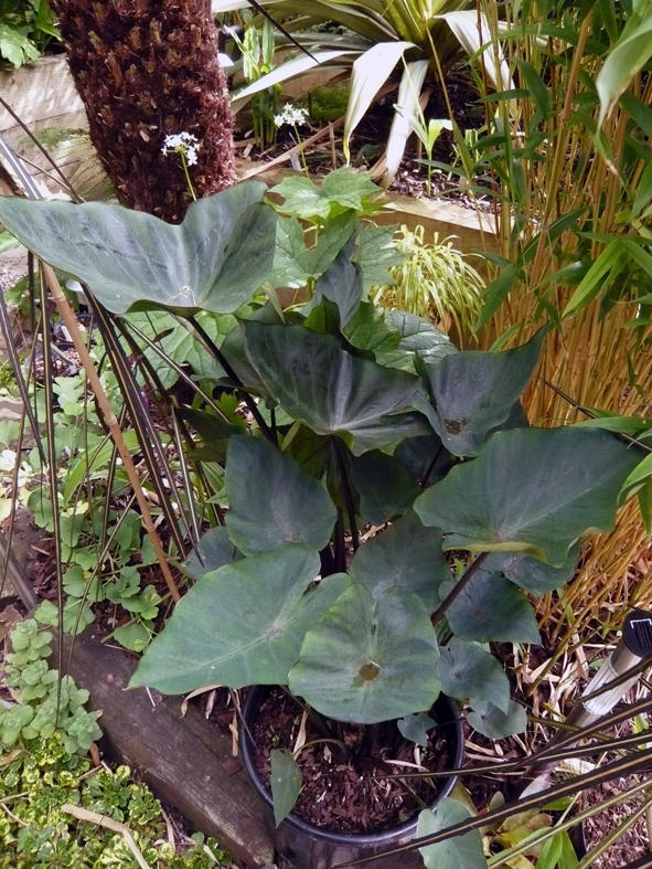 Colocasia tea cup