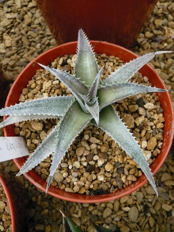 Dyckia Brevifolia