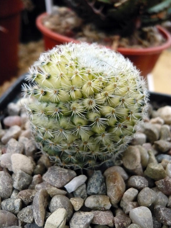 Variegated Mammilaria