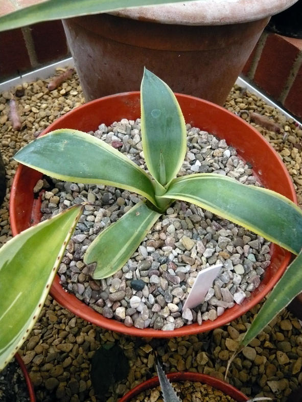 Variegated Agave Weberi