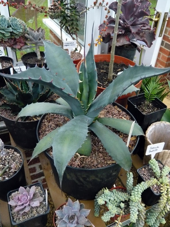 Agave Salmiana ferox