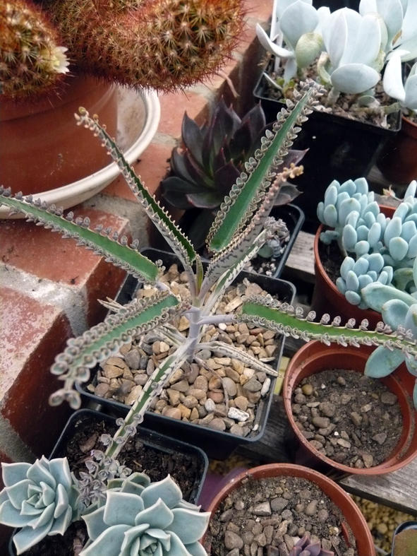Kalanchoe
