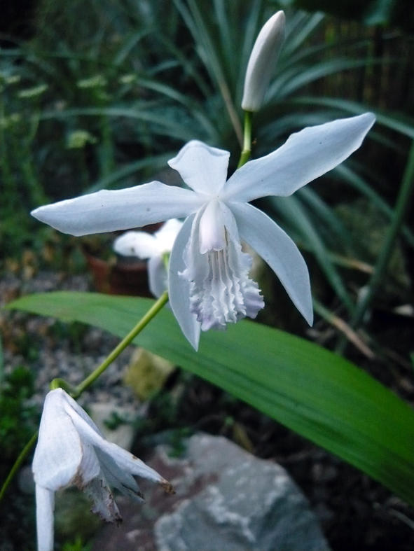 Bletilla Striata Alba