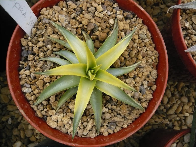 Dyckia moonglow