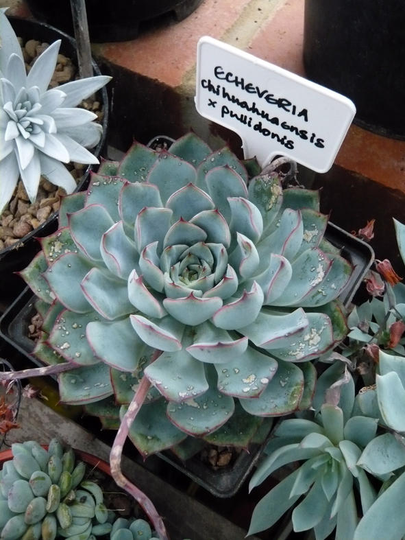 Echeveria Chihuahuaensis x pulidonis