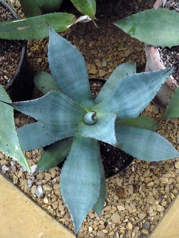 Atrovirens var mirablis