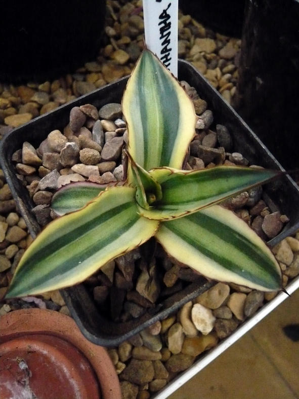 Lophantha quadricolor pup