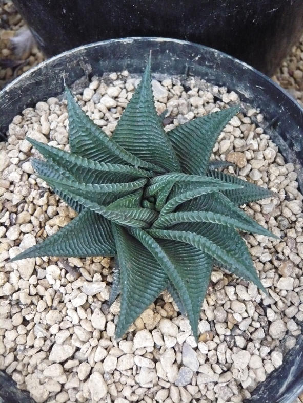 haworthia limifolia