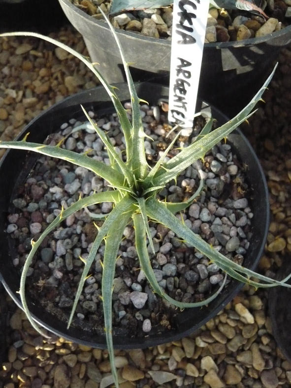 Dyckia Argentia