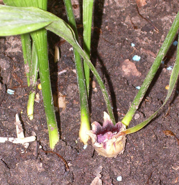 aspidistra elatior