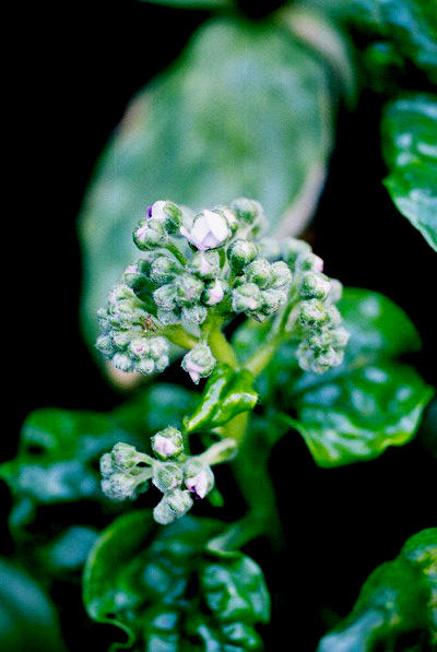 MYOSOTIDIUM HORTENSIA