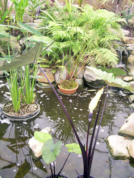 amulree Colocasia Fontanesii