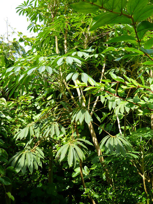 Schefflera