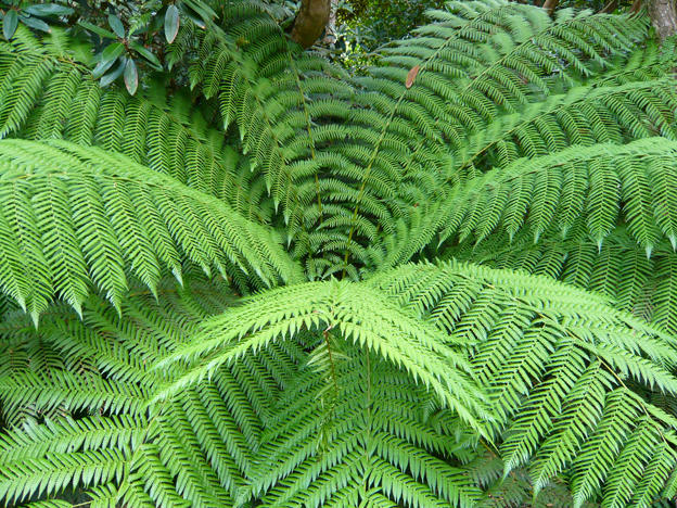 Lost Gardens of Heligan