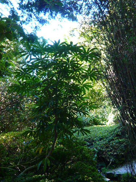 Lamorran Gardens