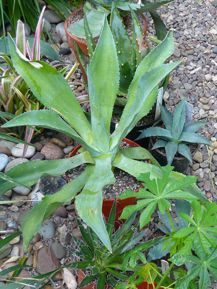 Agave seemanniana