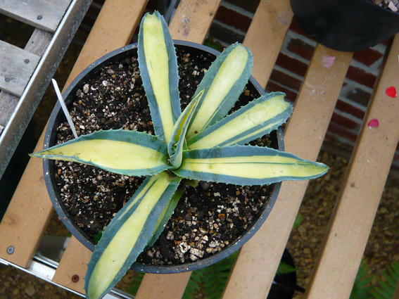 agave americana medio picta aurea