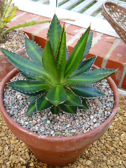 agave lophantha hybrid