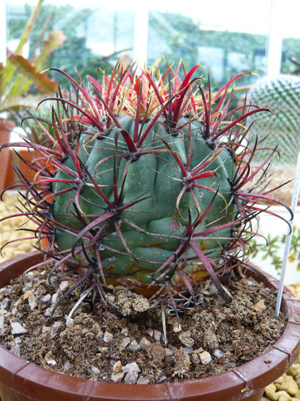 Ferocactus (latispinus?)