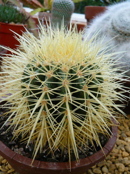 Echinocactus grusonii