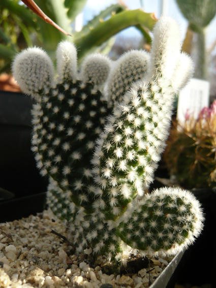 Opuntia