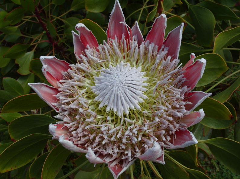 Protea Flower