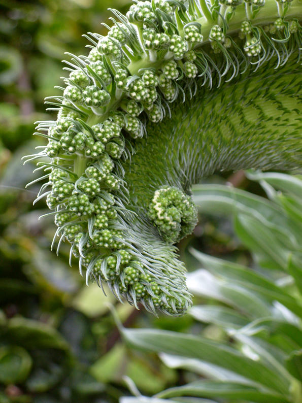 Echium flower