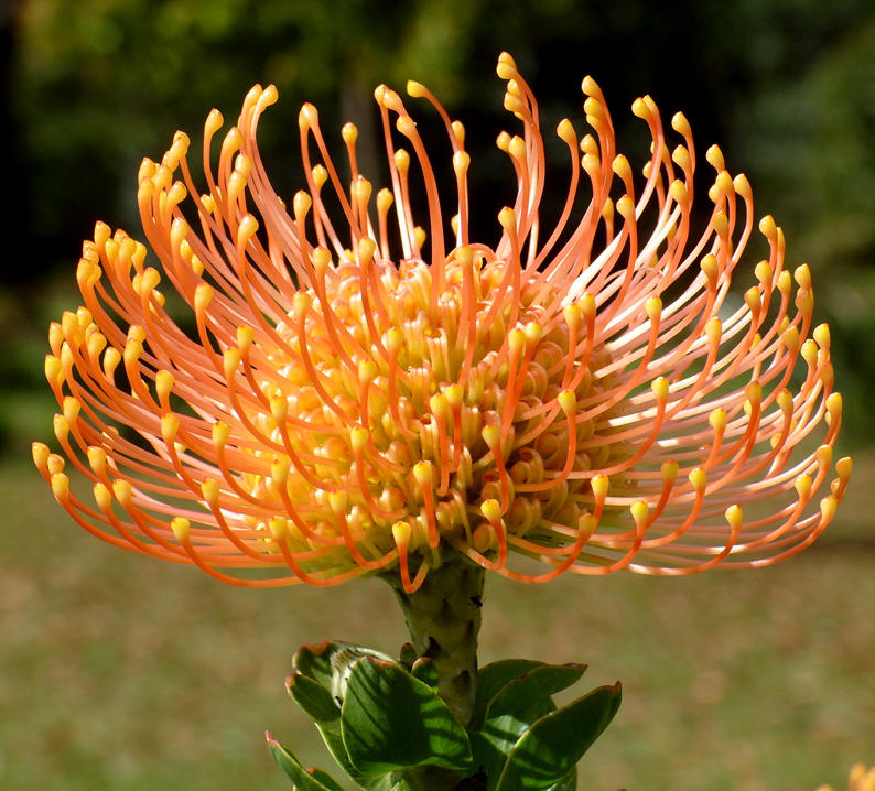 Protea flower
