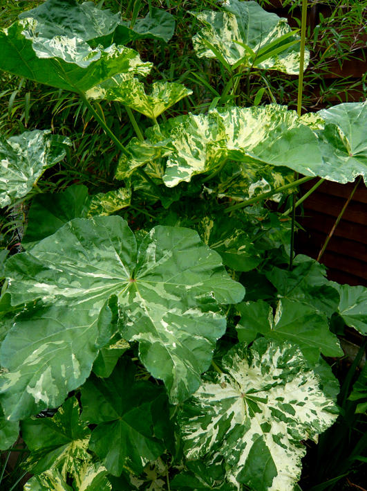 Lavatera Arborea Variegata (leaf detail)