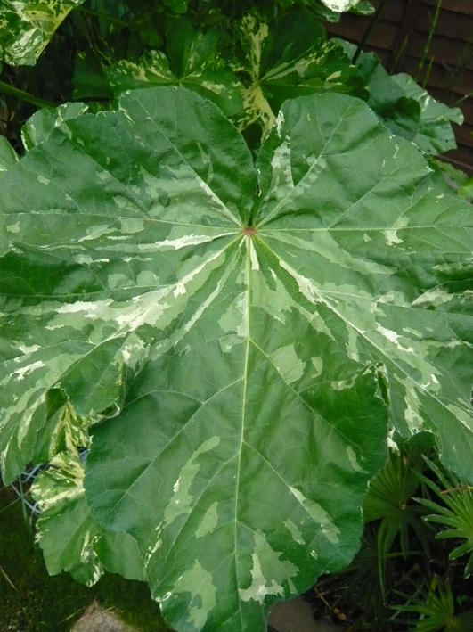 Lavatera Arborea Variegata (leaf detail)