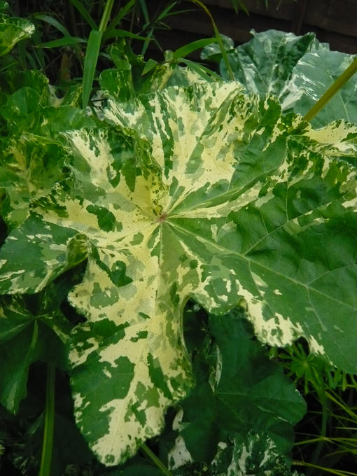 Lavatera Arborea Variegata (leaf detail)