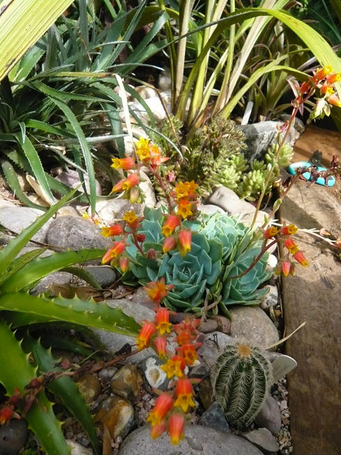 Echeveria elegans still blooming