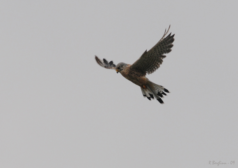 Common Kestrel / Falco tinnunculus / Tornfalk