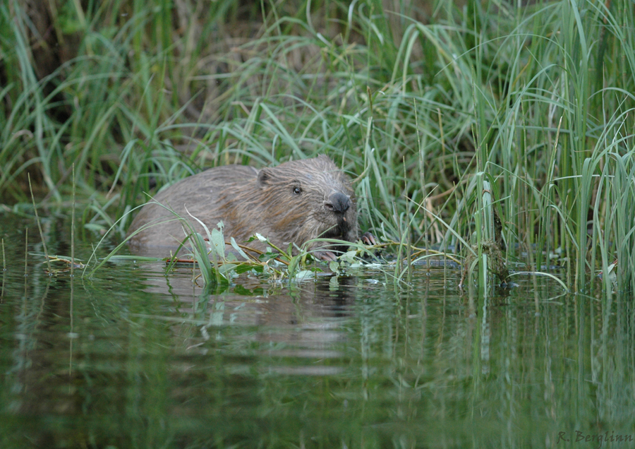 Beaver / Castor fiber / Bver