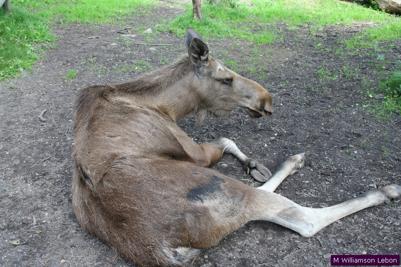 IMG_5231.jpg