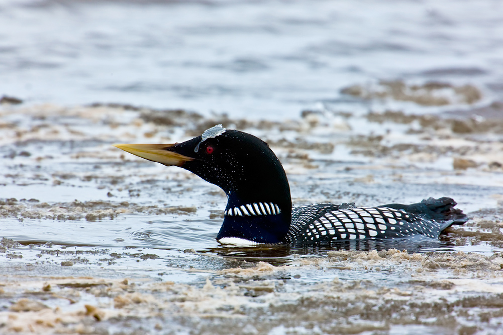 White-billed Diver, known in North America as Yellow-billed Loon (Gavia adamsii)