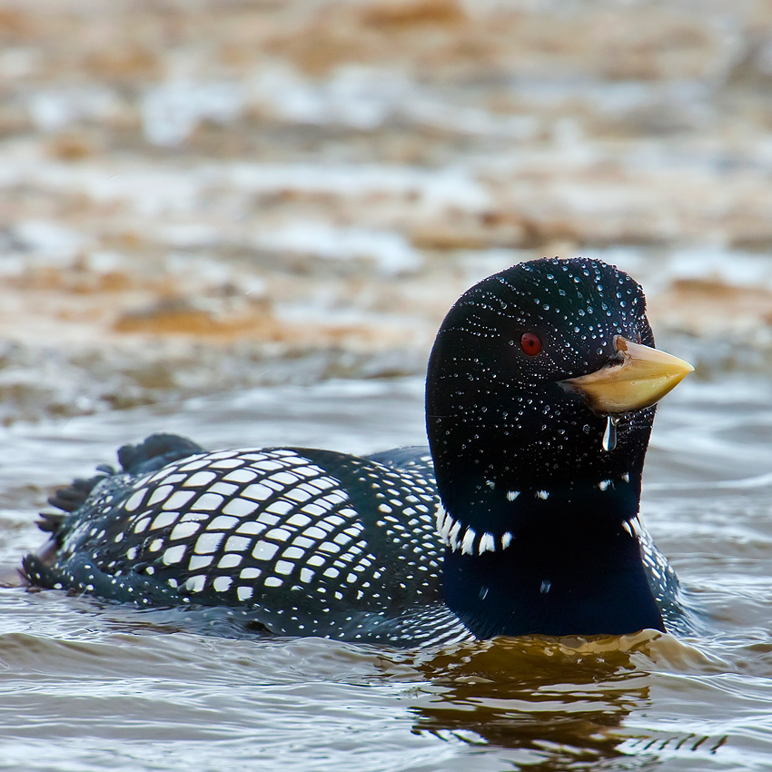 White-billed Diver, known in North America as Yellow-billed Loon (Gavia adamsii)