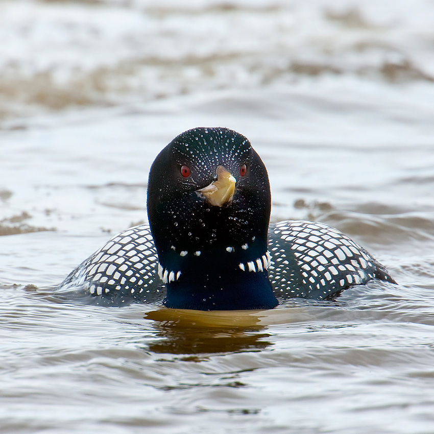 White-billed Diver, known in North America as Yellow-billed Loon (Gavia adamsii)